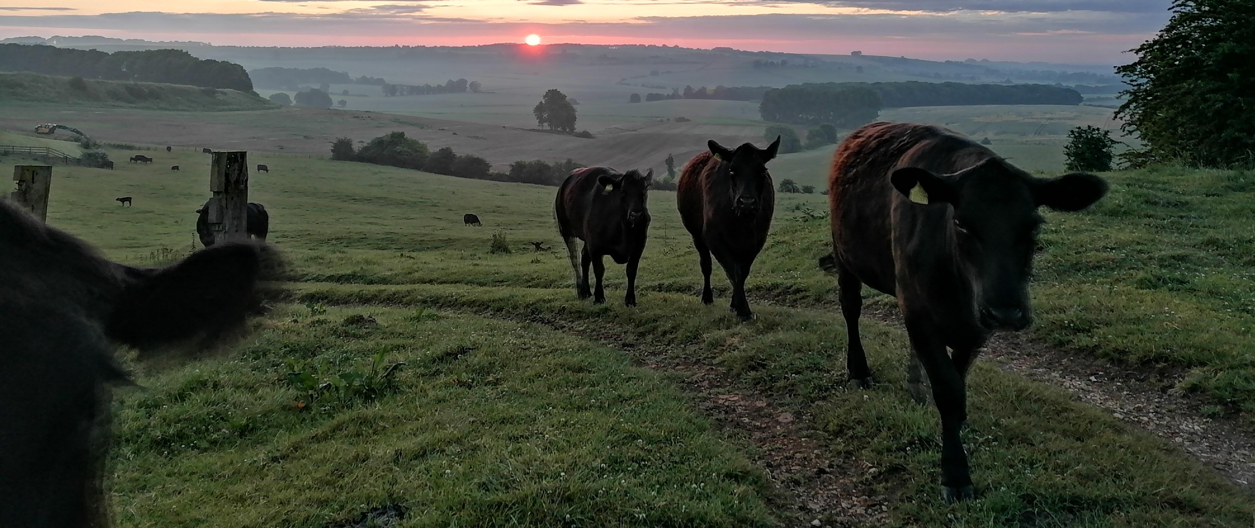 Cows 4000x1682